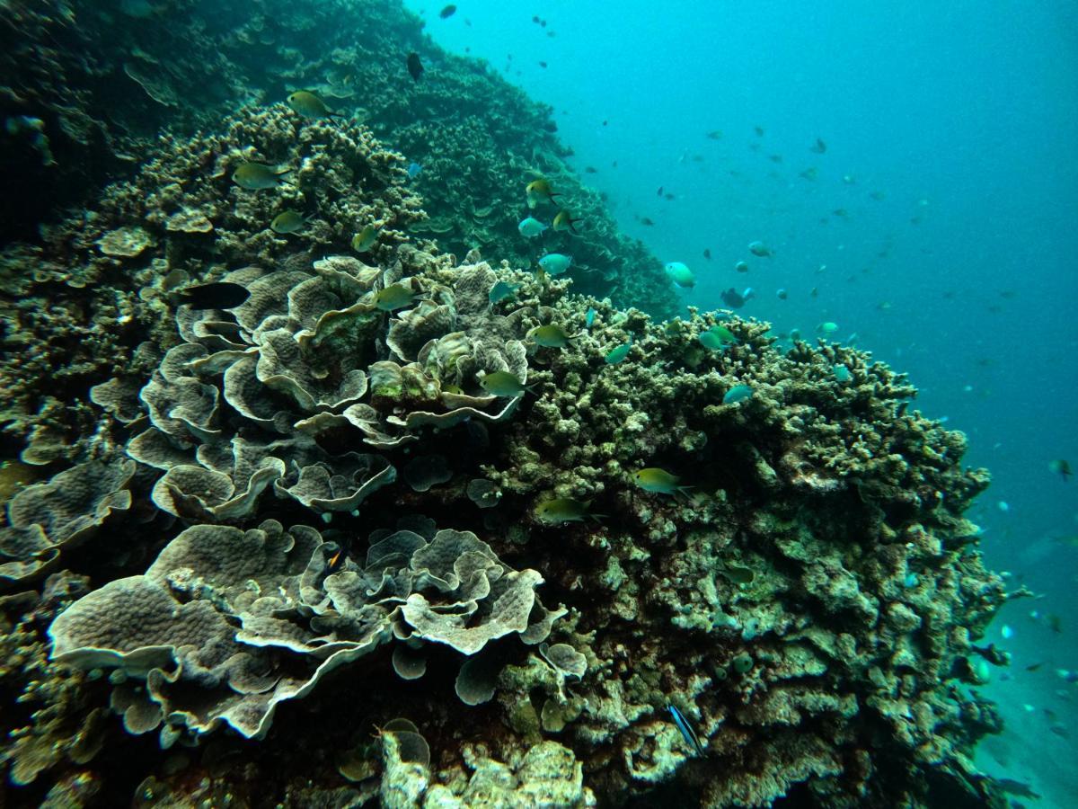 Adroit Beach Inn Guraidhoo  Dış mekan fotoğraf